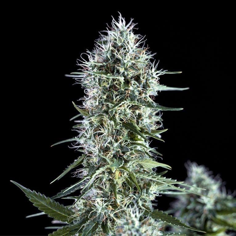 Cola de OG Lemon Bilbo cubierta de resina sobre fondo negro