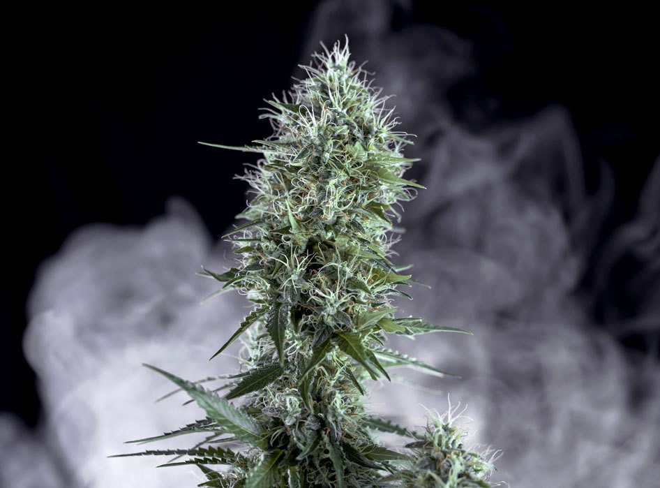 Cola de OG Lemon Bilbo con aroma visual cítrico
